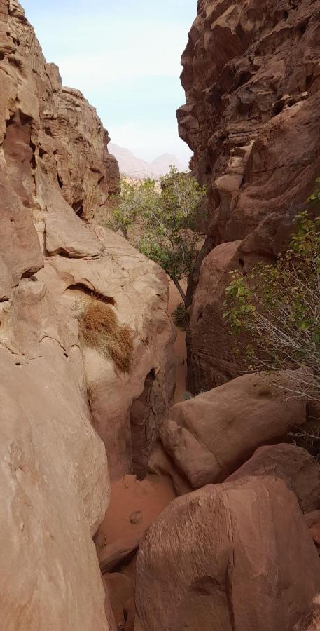 Wadi Rum Camels Camp Dış mekan fotoğraf